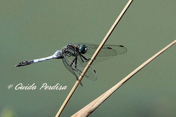 Aiuto ID Orthetrum albistylum maschio ? - S